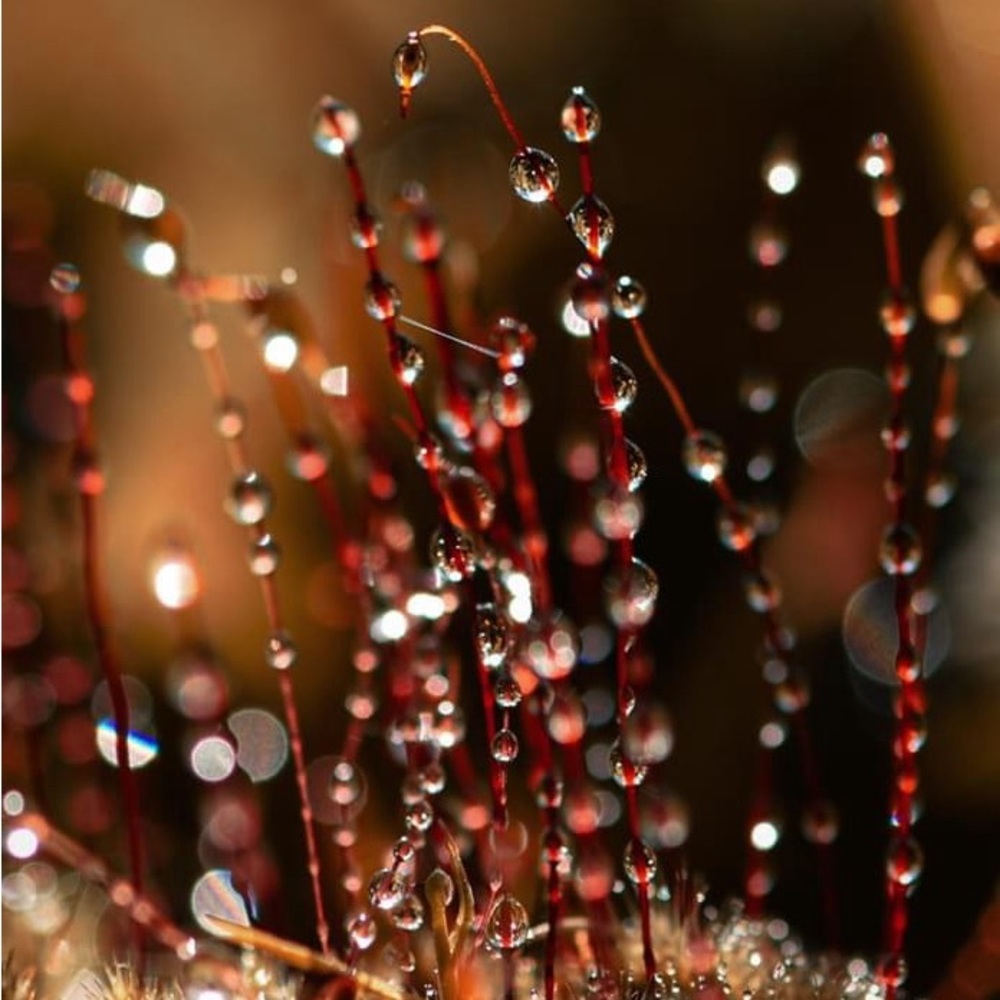 Meet your Posher, Carmen